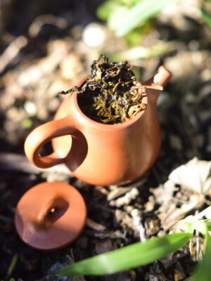 Introduction to Tea