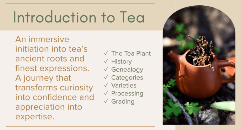 Introduction to Tea